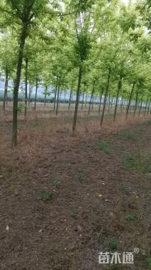 12公分金叶复叶槭