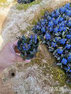 高度15厘米筋骨草