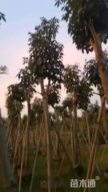 高度200厘米绣球