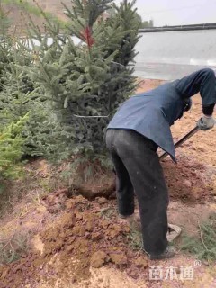 高度300厘米云杉