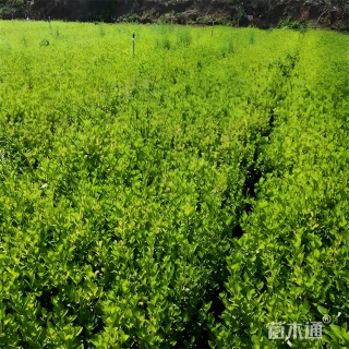 高度50厘米卫矛