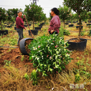 高度50厘米五彩锦带规格50-150公分园林绿化工程苗木