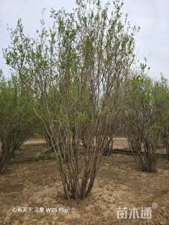 高度400厘米丛生花石榴