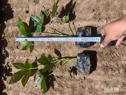 高度35厘米八角金盘