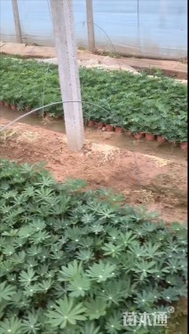 高度30厘米羽扇豆