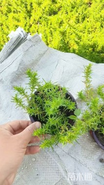 高度15厘米丛生福禄考