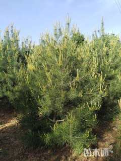 高度2000厘米白皮松