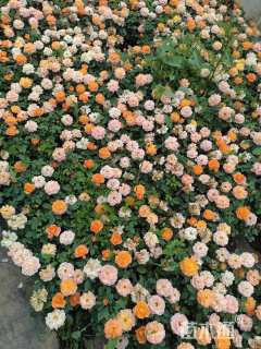 高度20厘米欧洲月季