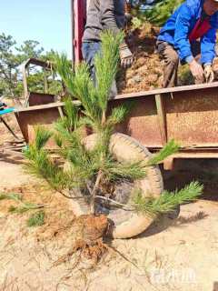 高度1200厘米油松