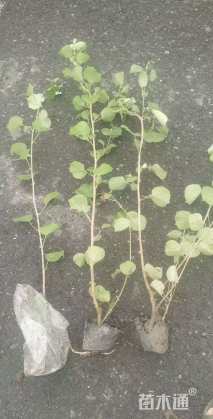 高度40厘米海滨木槿