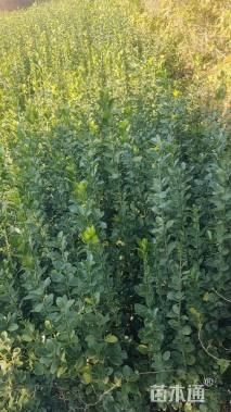 高度100厘米北海道黄杨