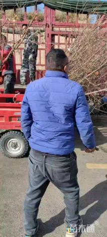 高度190厘米石榴