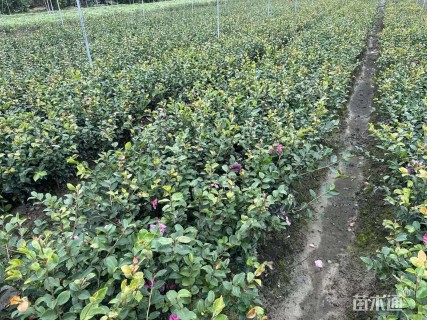 高度25厘米茶梅