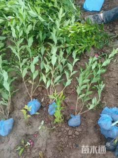 高度60厘米红王子锦带