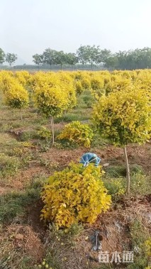 冠幅60厘米金叶榆球