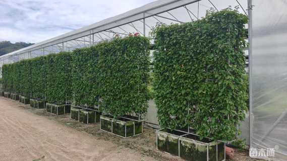 高度250厘米三角梅