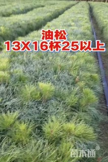 高度25厘米油松