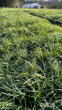 高度10厘米细叶麦冬草