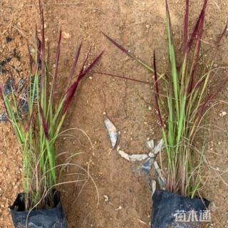 高度30厘米血草