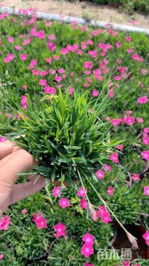 高度5厘米欧石竹