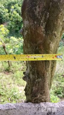 12公分紫薇
