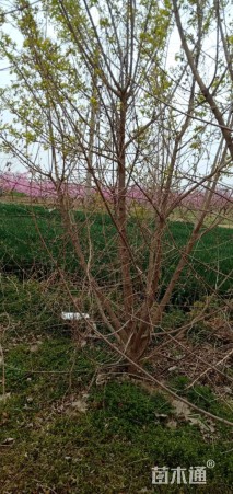 高度600厘米丛生五角枫