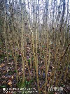 高度80厘米银杏小苗