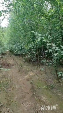 3公分榆树