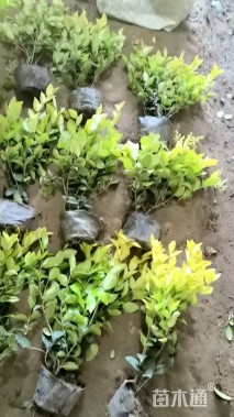 高度55厘米金森女贞