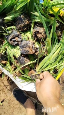 高度15厘米射干