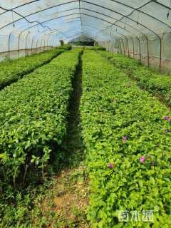 高度30厘米紫花三角梅小苗