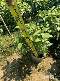 高度25厘米金脉爵床