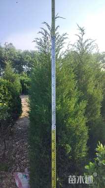 高度200厘米蜀桧