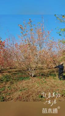 高度650厘米丛生五角枫