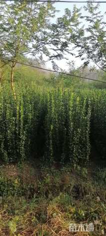 高度180厘米北海道黄杨