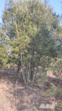 高度600厘米白皮松