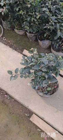 高度40厘米茶梅