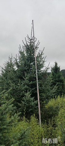 高度250厘米云杉
