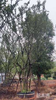 60公分朴树