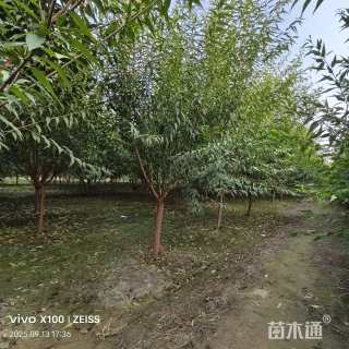 7公分山桃