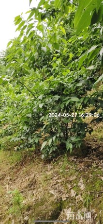 高度200厘米丛生蜡梅