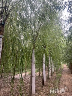 10公分垂柳