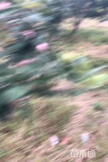 10公分苹果树