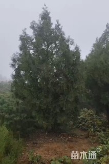 高度480厘米侧柏