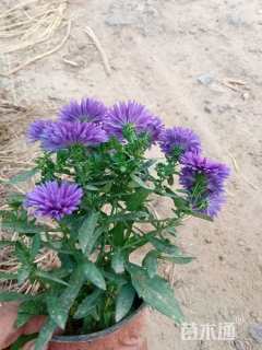 高度30厘米翠菊