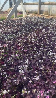 高度20厘米紫叶酢浆草