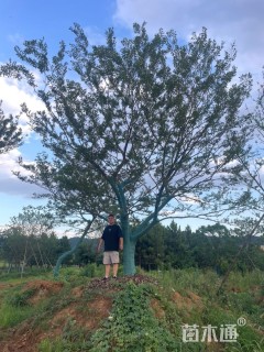 80公分朴树