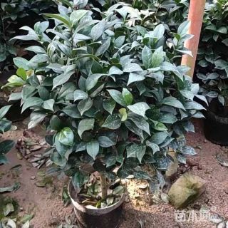 高度20厘米茶花小苗