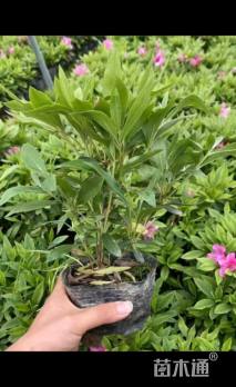 高度50厘米毛鹃小苗