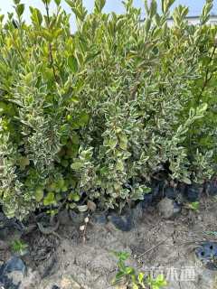 高度50厘米卫矛